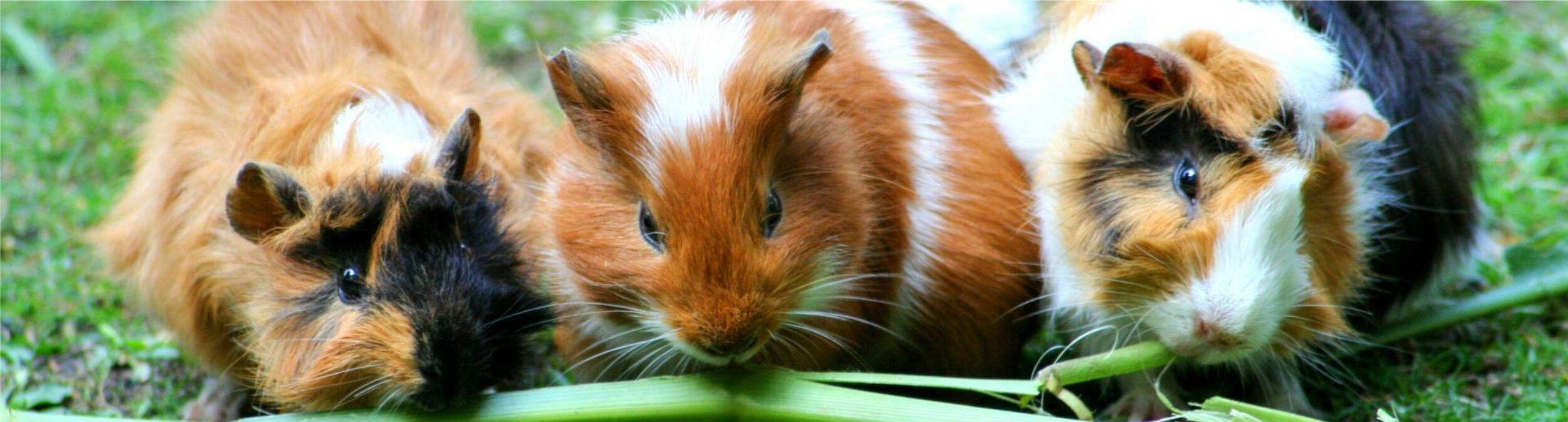 Meerschweinchen-liga.de – Meerschweinchen halten