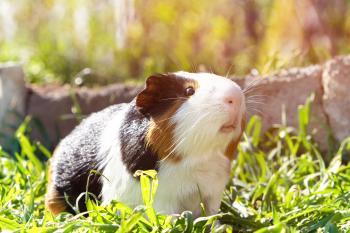 Zu sehen ist das Beitragsbild 1 zum Beitrag: Meerschweinchen im Sommer