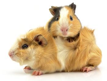 Zu sehen ist das Beitragsbild 1 zum Beitrag: Meerschweinchen Alter
