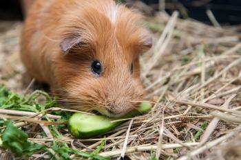 Zu sehen ist das Beitragsbild 1 zum Beitrag: Meerschweinchen drinnen oder draußen halten