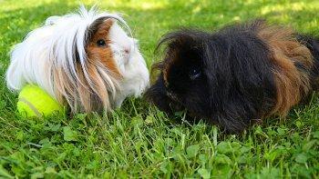 Zu sehen ist das Beitragsbild 1 zum Beitrag: Alles über Alpaka Meerschweinchen