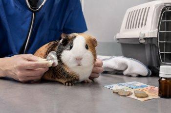 Zu sehen ist das Beitragsbild 3 zum Beitrag: Meerschweinchen Kosten im Monat